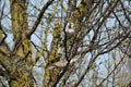 Two turtledoves on the branches of an apricot