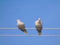 Two Turtledoves On A Power Line - In Romania