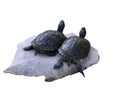 Two turtles Royalty Free Stock Photo