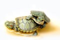 Two turtles Royalty Free Stock Photo