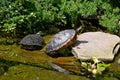 Two turtles Royalty Free Stock Photo