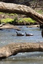 Two red-bellied cooter turtles lifting heads to sun on submerged rock in moving water framed by fallen tree branches Royalty Free Stock Photo