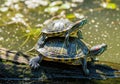 Two turtles basking on a log Royalty Free Stock Photo