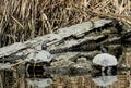 Two turtles basking on a log in the water. Royalty Free Stock Photo