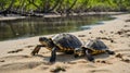 Two Cute Yellow-bellied Slider Turtles sunbathing on the Sandy Beach near Water Royalty Free Stock Photo