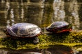 Two Turtles Catching Rays On Mossy Log Royalty Free Stock Photo