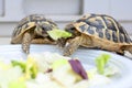 Two turtles in competition Royalty Free Stock Photo