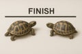 Two turtles cross the finish line. Space for text. Royalty Free Stock Photo