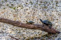 Two Turtles Straining to Soak in the Last Warm Rays of a Setting Sun Royalty Free Stock Photo