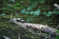 Two turtles rest on a log in a pond Royalty Free Stock Photo