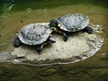 Two turtles fighting Royalty Free Stock Photo