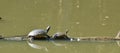 Two turtles on a floating log