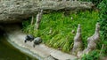 Two Turtles in a Japanes Koi Pond