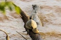 Two turtles laying on log above the lake water Royalty Free Stock Photo