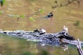 Two turtles on a log in the lake Royalty Free Stock Photo