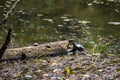 Two Turtles Resting on a Log Royalty Free Stock Photo