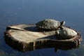 Two turtles on log in the sunlight Royalty Free Stock Photo