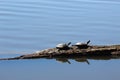 Two turtles on a log Royalty Free Stock Photo