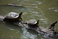 Two turtles on a log Royalty Free Stock Photo