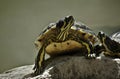 Two turtles in love Royalty Free Stock Photo