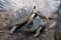 Two turtles making passionate love