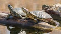 two turtles - marsh and red-eared turtles bask in the sun Royalty Free Stock Photo