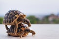 Two turtles that mate Royalty Free Stock Photo