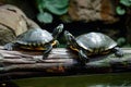 Two turtles pets in a home water lake.