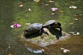 Two turtles resting on the rock.   Nara Japan Royalty Free Stock Photo