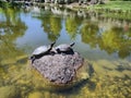 Two turtles resting together in the sun on a rock in a duck pond