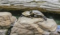Two turtles on a rock, one with mouth open Royalty Free Stock Photo