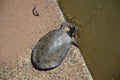 Two turtles on a rock. Puerto Iguazu, Argentina Royalty Free Stock Photo