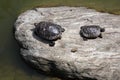 Two turtles sharing a rock Royalty Free Stock Photo