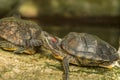 Two turtles are sitting on a stone in an artificial pond. Resident of the Botanical Garden. Royalty Free Stock Photo