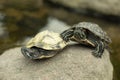 Two turtles on a stone. Turtles in the pond Royalty Free Stock Photo