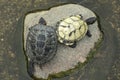 Two turtles on a stone. Turtles in the pond Royalty Free Stock Photo