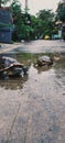 two turtles stylized in the middle of the road after the rain