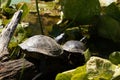 Two Turtles Sunning on a Log Royalty Free Stock Photo