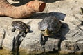 Two turtles sunbathing on a rock Royalty Free Stock Photo