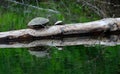 Two Turtles Royalty Free Stock Photo