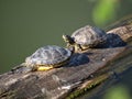 Two turtles sunning on a log Royalty Free Stock Photo