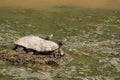 Two turtles sunning Royalty Free Stock Photo