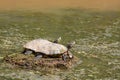 Two turtles sunning Royalty Free Stock Photo