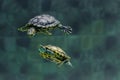 Two turtles swim in an aquarium of the zoo Royalty Free Stock Photo