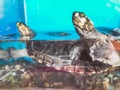 Two turtles swimming in the aquarium with stones one on top of the other Royalty Free Stock Photo