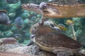 Two turtles swimming with fish in aquarium Royalty Free Stock Photo