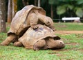 Two turtles sympathizing each other Royalty Free Stock Photo