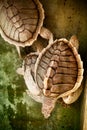 Two turtles. Texture of Turtle carapace. Royalty Free Stock Photo