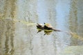 Two turtles on a tree limb Royalty Free Stock Photo