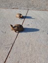 Close view of turtles trying to cross the road
